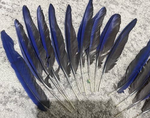 Set hyacinth macaw - set,