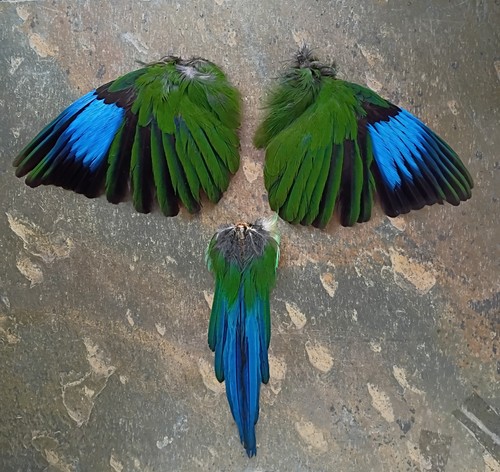 Long tailed broadbill - long,